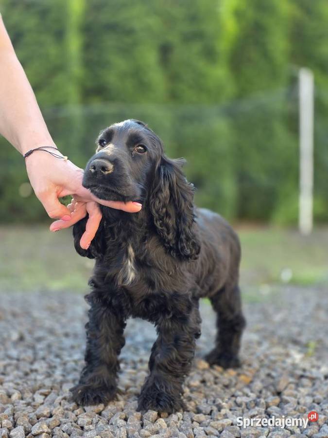 Cocker Spaniel czarne Żelazków sprzedam