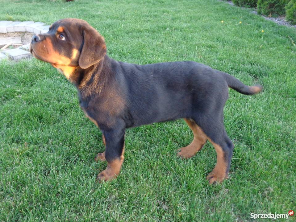 Rottweiler szczenięta z rodowodem ZKwP FCI Krępiec