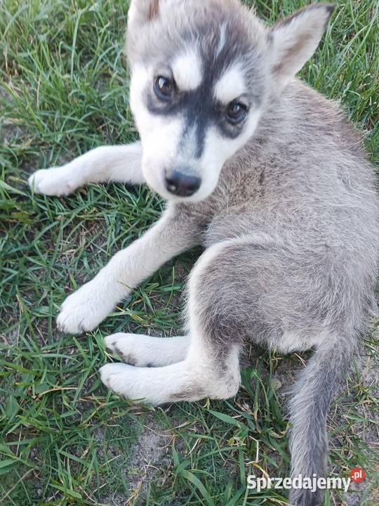 Szczeniak Husky Syberian szczeniaki Husky Widełka
