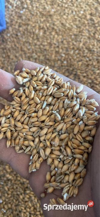 Sprzedam pszenżyto Wola Korycka Dolna
