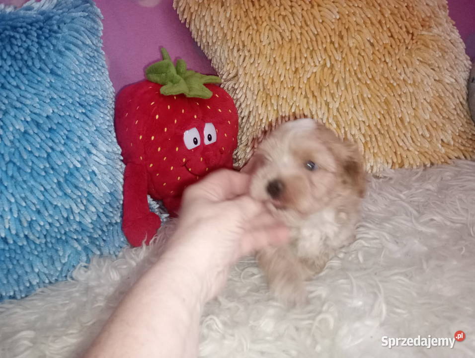 Maltipoo Pudel Tecup RED BROWN Maltańczyk piesek