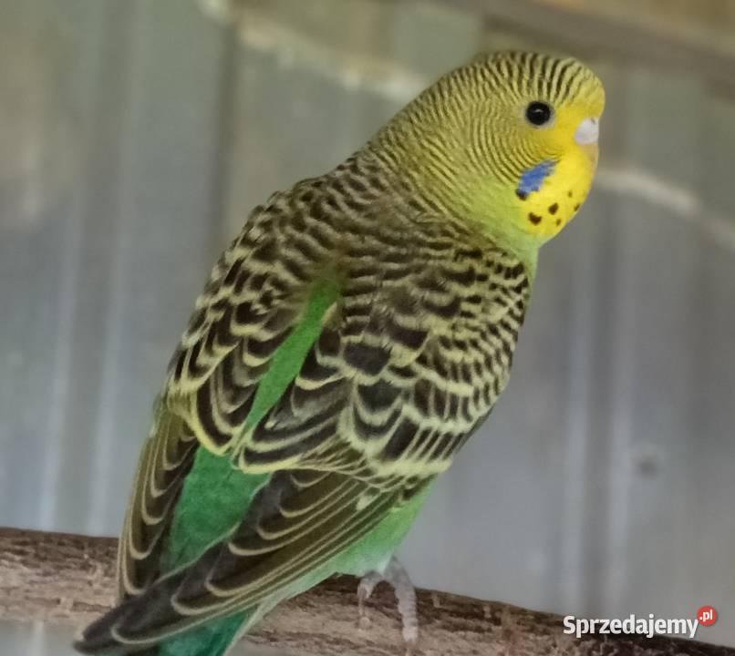 Papugi Papuga fiesta Jastrzębie-Zdrój sprzedam