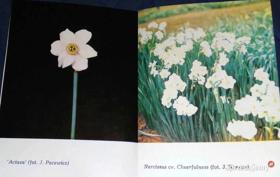 Narcyzy i krokusy Joanna Krause Kultura i Rozrywka
