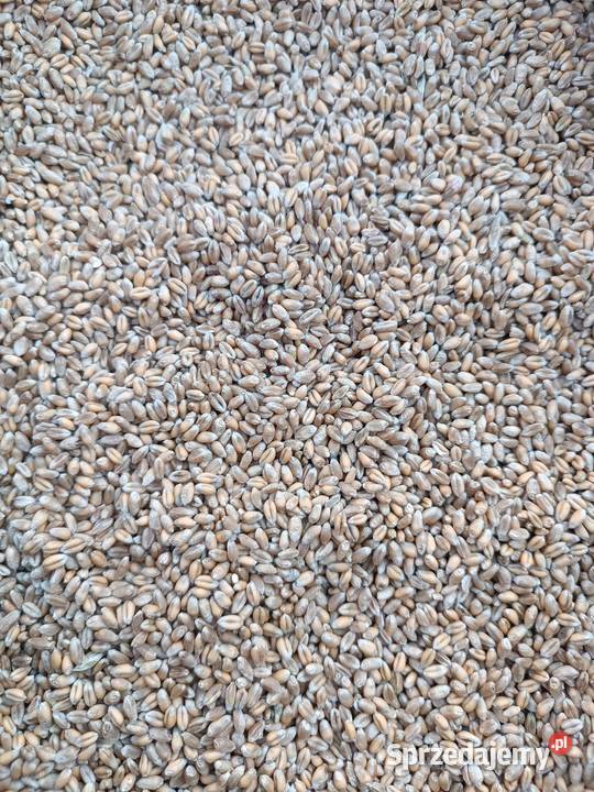 Sprzedam pszenicę ozima EUFORIA Proszenie