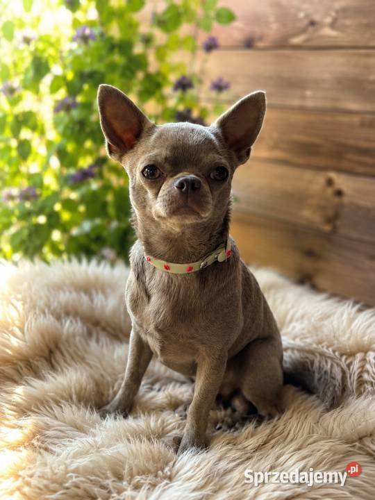 Reproduktor chihuahua Lilac badania DNA Bełchatów