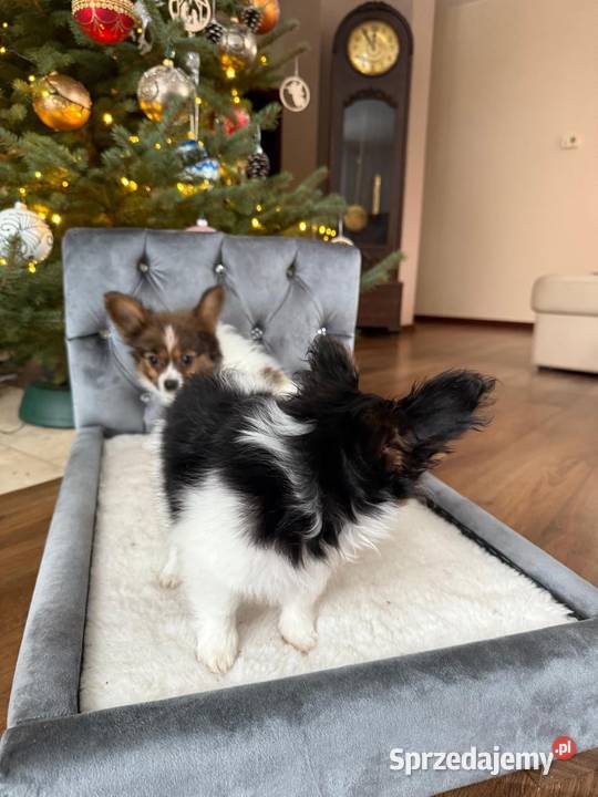 Papillon szczeniak Spaniel kontynentalny sprzedam