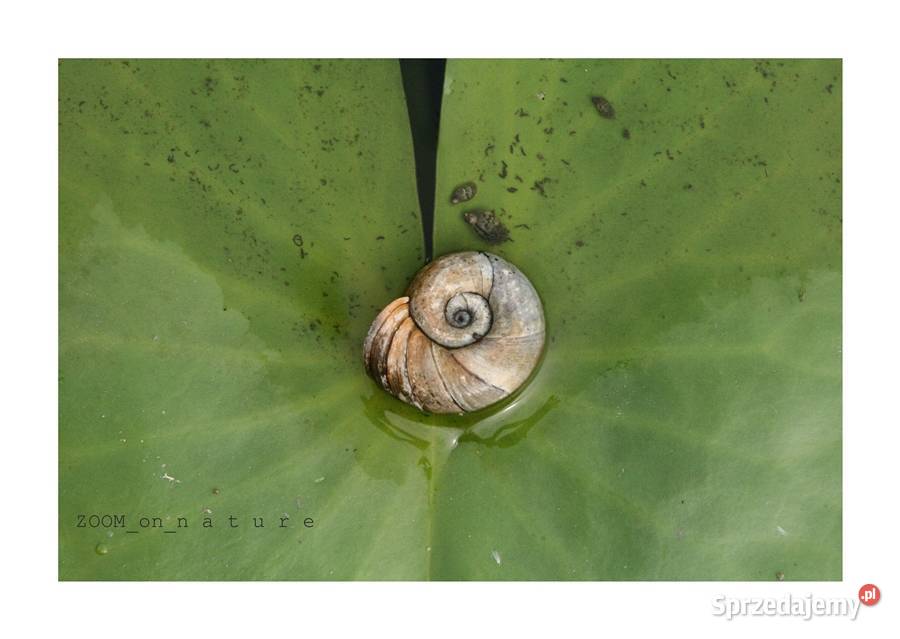 ZDJĘCIA przyrodnicze czII Witnica