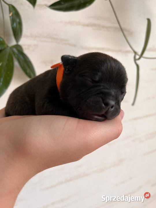 Staffordshire Bull Terrier Rymanów