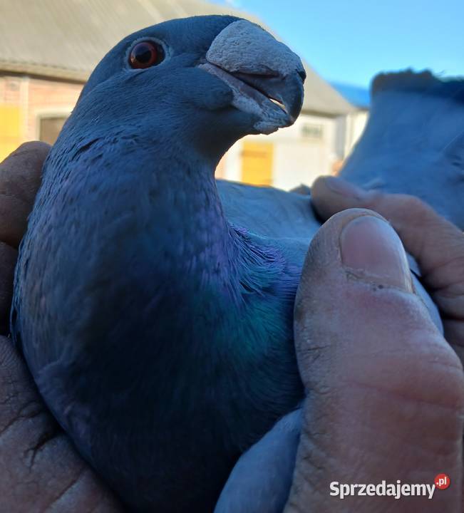 gołąb garbonos Zaręby Kościelne sprzedam