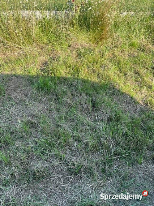 Grunt 2000m2 Międzywodzie sprzedam