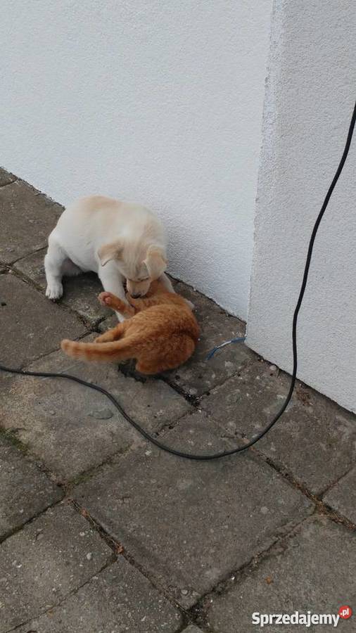 Oddam suczkę w ręce Gorzów Wielkopolski