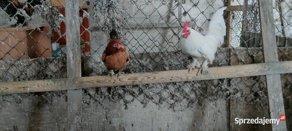 Sprzedam koguty liliputy