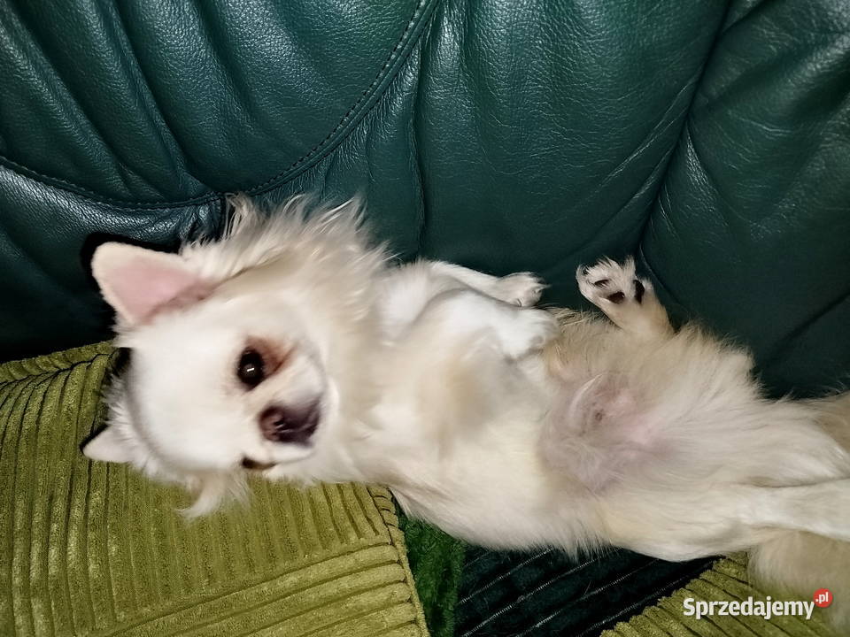 Chihuahua maleńki piesek Konin