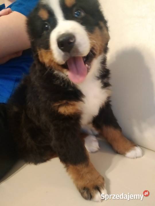 berneńskie psy pasterskie śląskie Mikołów