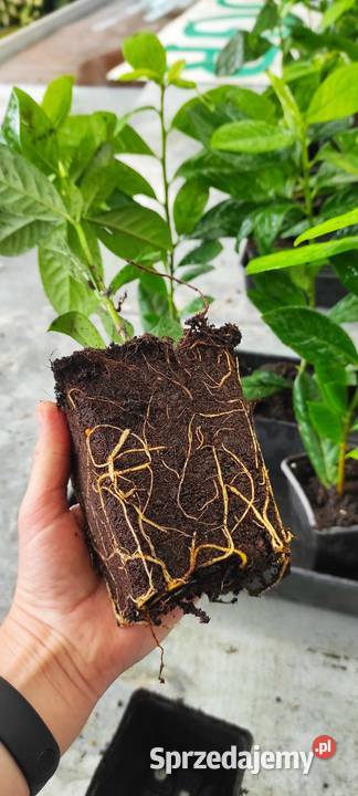 Lauriwiśnia Novita w doniczce wysokość 30 zachodniopomorskie