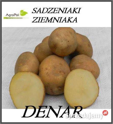 Ziemniak Sadzeniak DENAR Sadzeniaki Ziemniaka Rośliny okopowe Produkcja roślinna Opalenica