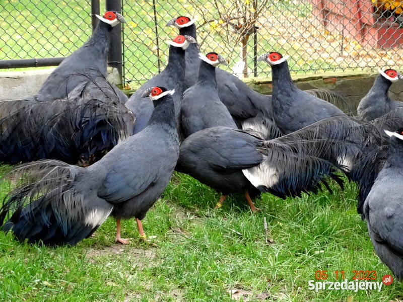Sprzedam Bażanty Uszaki Siwe z 2023r Bażant Gostyń sprzedam