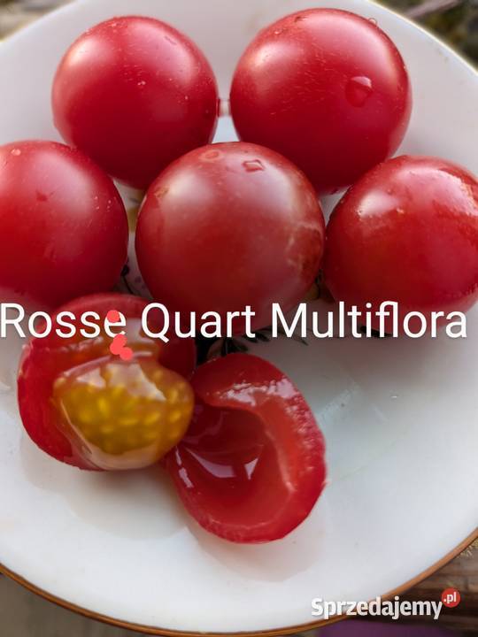 Pomidor Megagroniasty zestaw Black Cherry Rosse Kraków