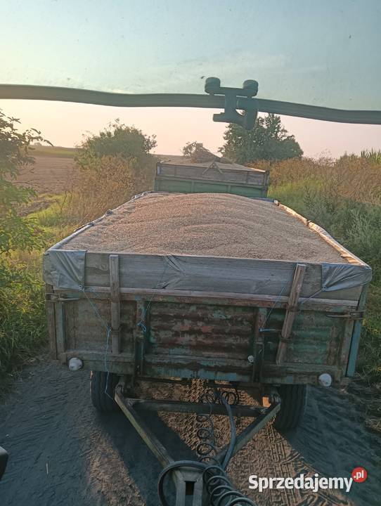 Pszenica ozima Stare Czarnowo