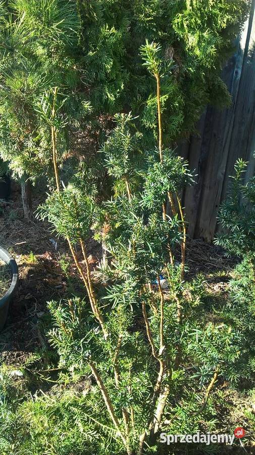 Krzewy formowane Strzyżone Ogrodowe Bonsai mazowieckie