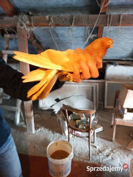 Gołębie zamojskie górnolotne Ptaki Płoskie