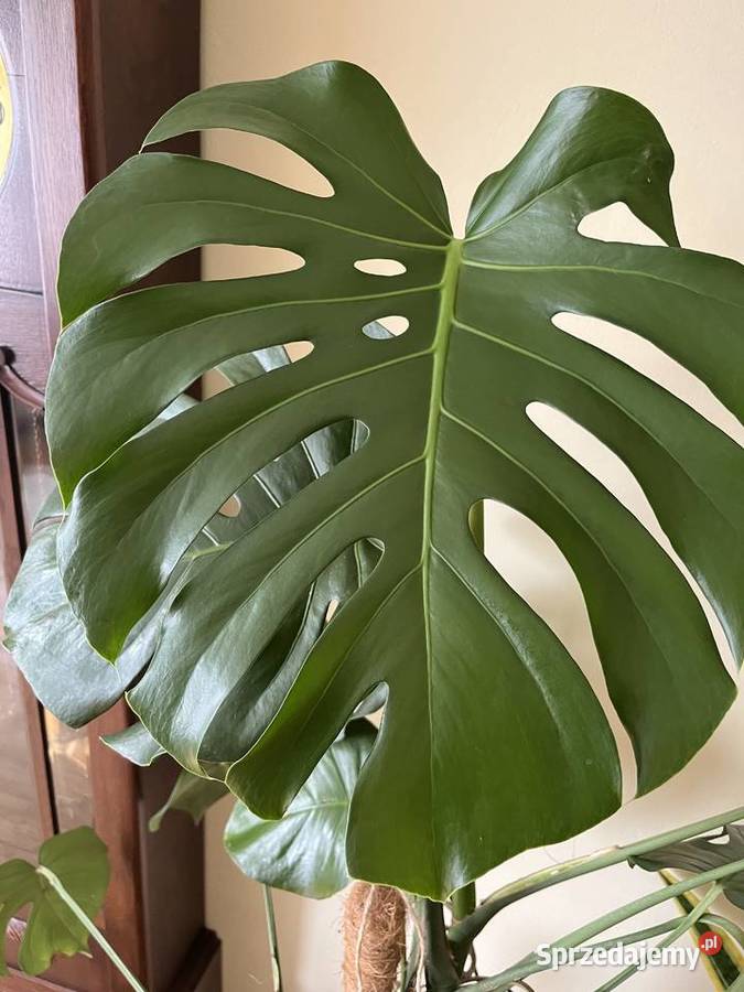 Monstera dziurawa w dużej donicy Radomsko