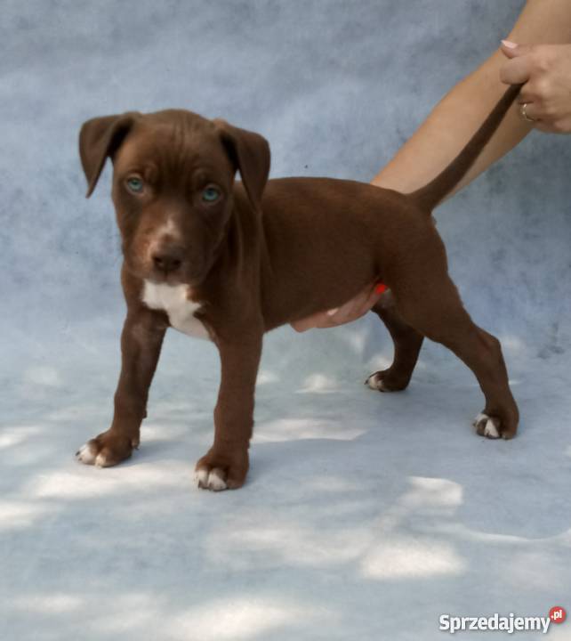 Pit bull red nose szczenieta podkarpackie Tarnobrzeg