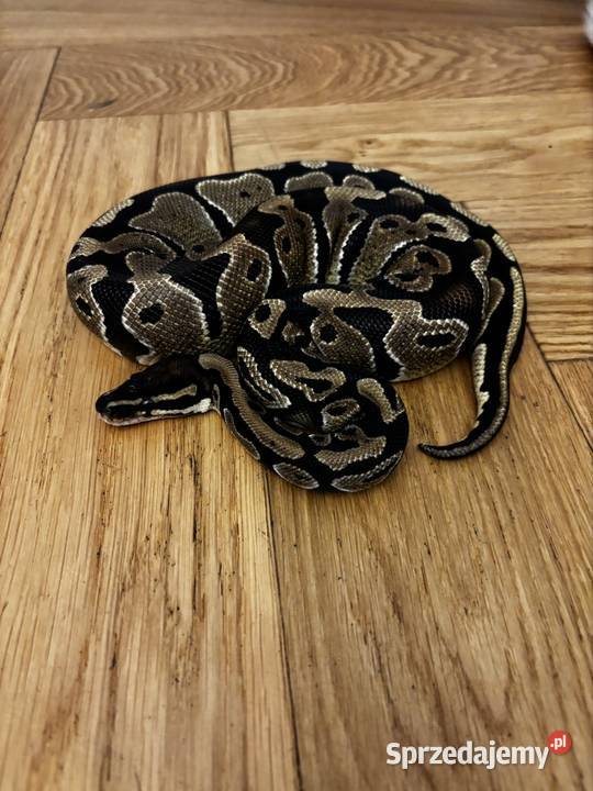 Pyton królewski z terrarium Zagościniec sprzedam