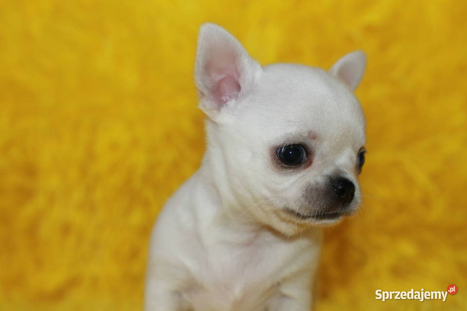Chihuahua z prawdziwym rodowodem ZKwP FCI
