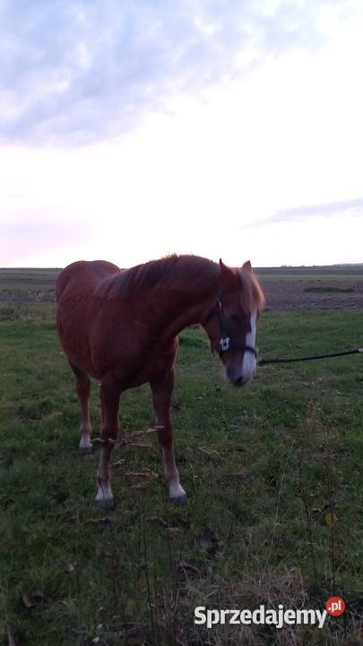 Źróbki roczne Konie Zwierzęta Niewirków
