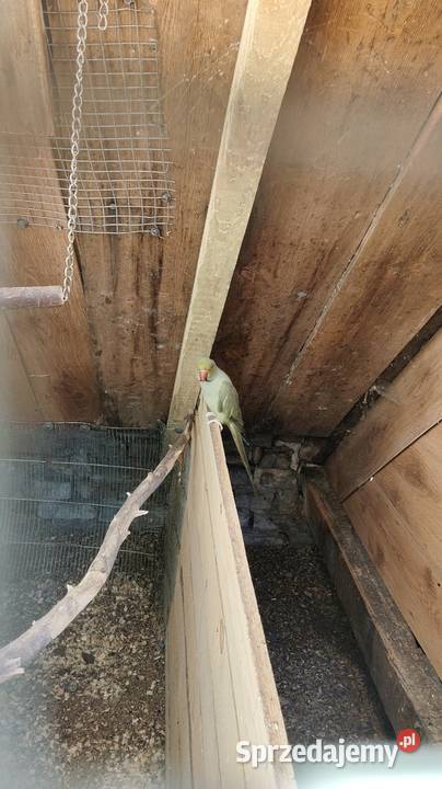 Sprzedam parę Aleksandretów Drezdenko