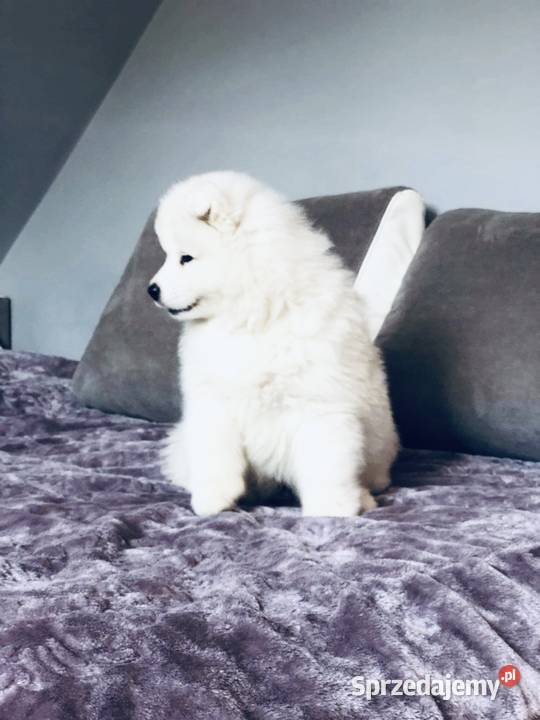 Samoyed Szczenięta Siedlce