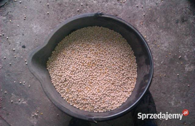 Groch jadalny Astronaute 2025r super roślina Daniszewo