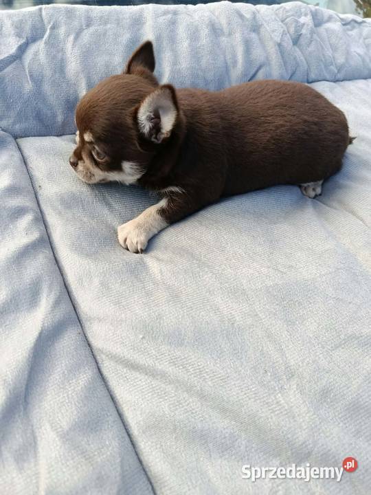 Śliczne szczeniaki chihuahua Legionowo
