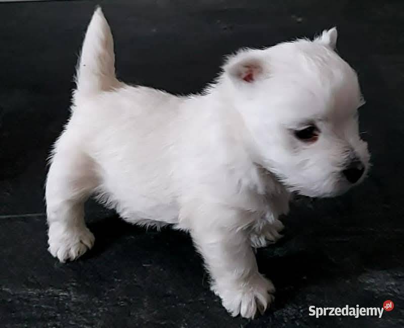 West highland white terrier suczka westi zkwp łódzkie Piątkowisko sprzedam