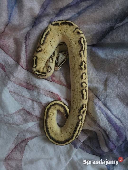 Firefly Freeway samiec mazowieckie