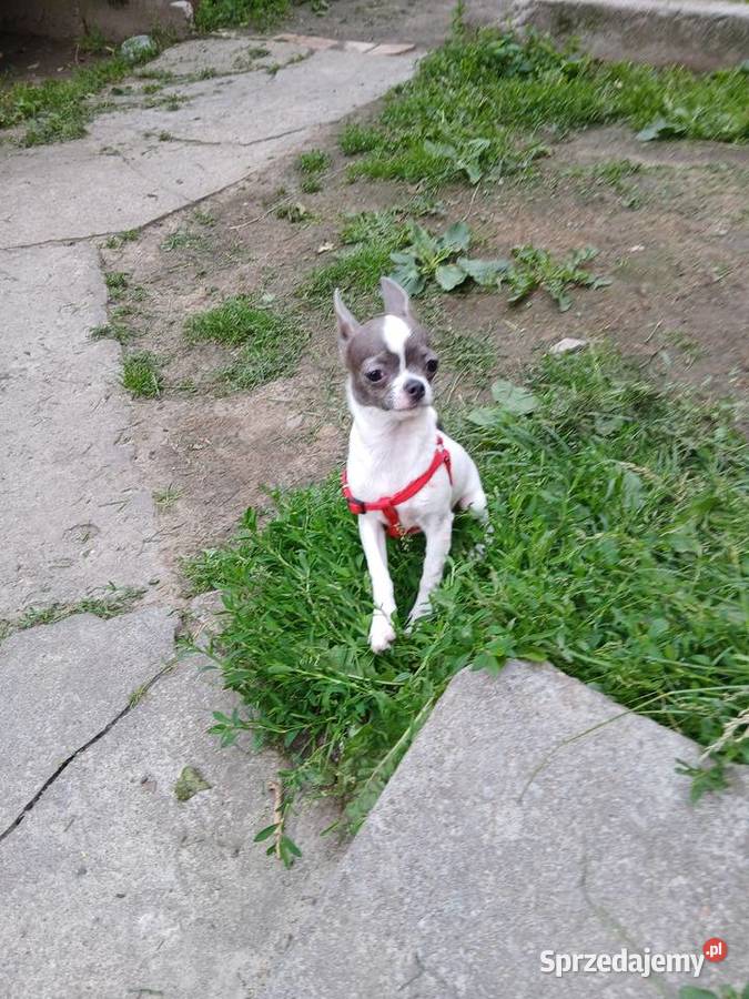 Sprzedam samca chihuahua Kijaszkowo sprzedam