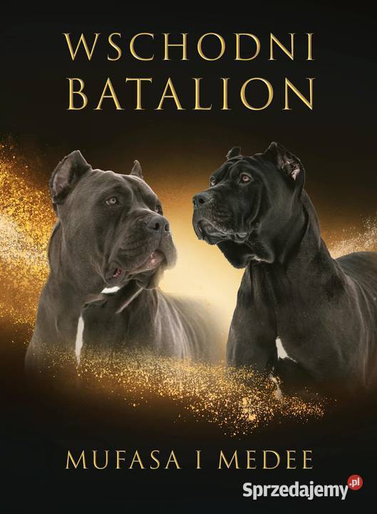 Bandog American lubelskie Tuczna