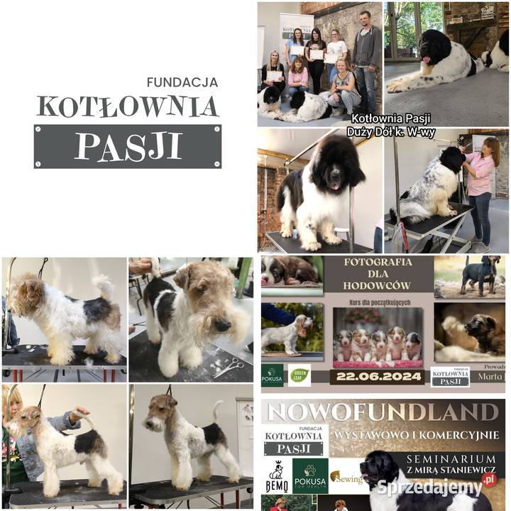 Szkolenia GROOMERÓW mazowieckie Duży Dół