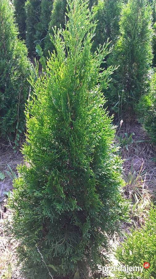 Sprzedam Plantację Żywotnik Szmaragd Żywopłot mazowieckie Mszczonów