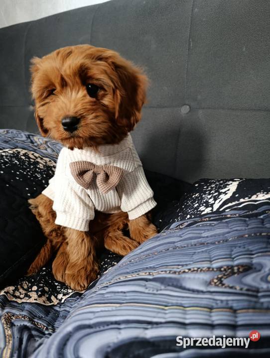 Cavapoo Suczka Szczaworyż sprzedam