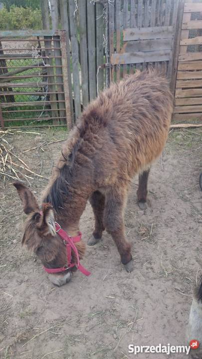 Sprzedam Osiołka ogiera Czarny Las sprzedam