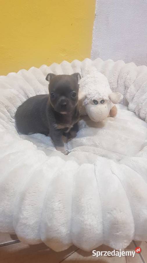 Śliczny piesek chihuahua Warszawy Płońsk sprzedam