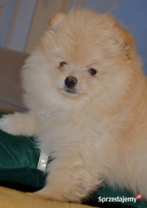 SZPIC MINIATUROWY POMERANIAN ŚLICZNY PUCHATY Warszawa