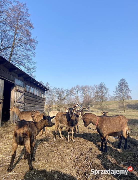 Sprzedam 9 młodych kóz kujawsko-pomorskie Lubanie