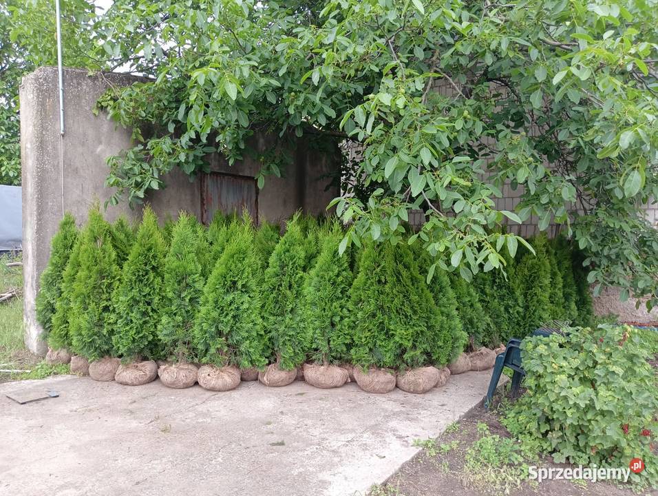 Tuja szmaragd Stęszew Mosina Poznań