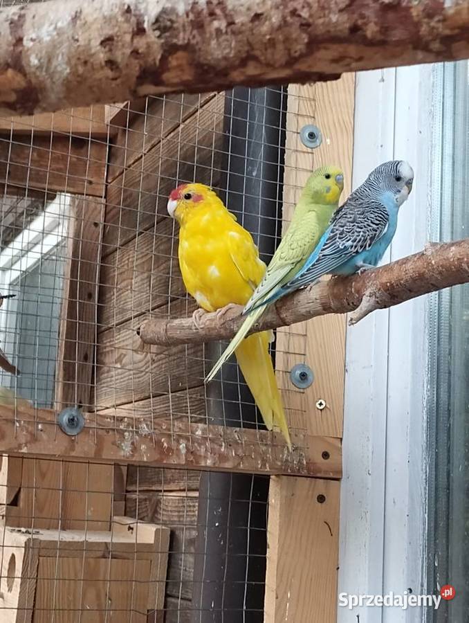 papuga modrolotka koza samiec Sarnaki sprzedam