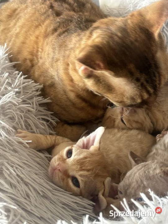 kocurek Devon Rex Rudy Devon Rex