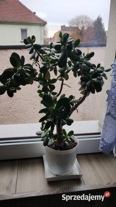 Kwiaty duże wyrośnięte palma asparagusBenjamin Krapkowice