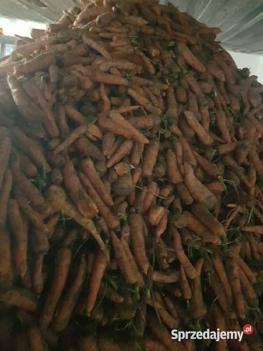 Marchew nie paszowa odpadowa świętokrzyskie Piestrzec